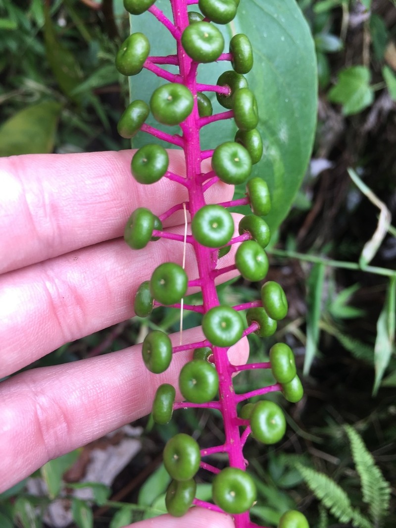 Venezuelan Pokeweed photo 5