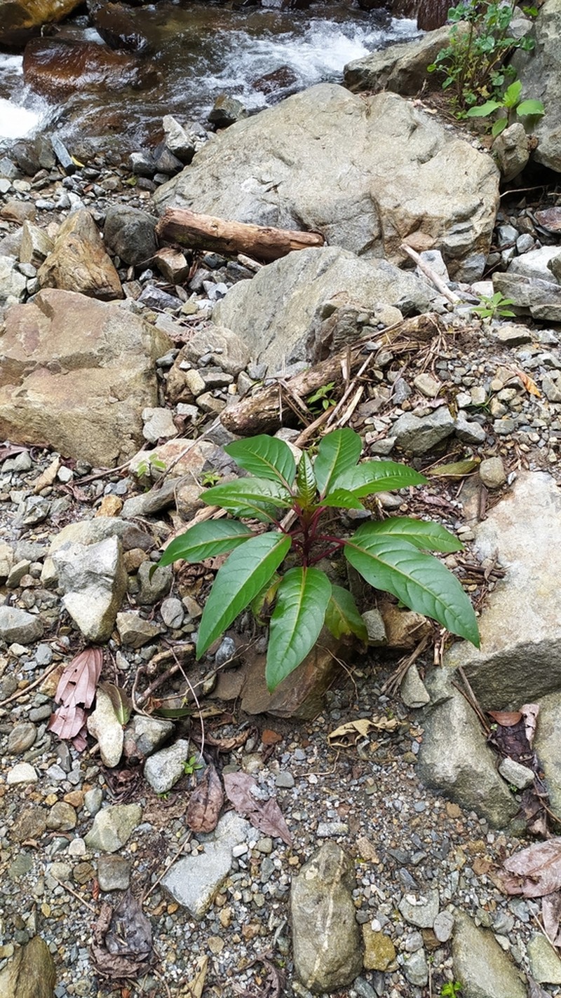 Venezuelan Pokeweed photo 6