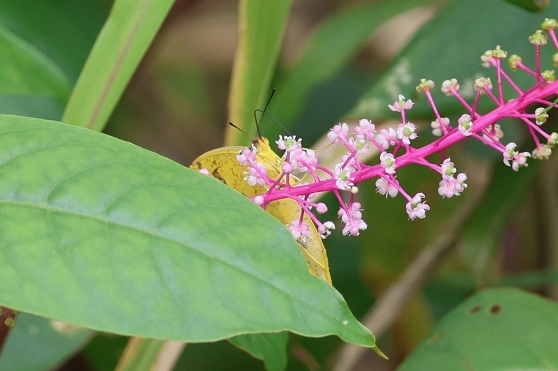 Venezuelan Pokeweed photo 7