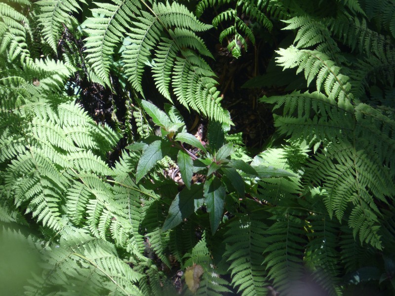 Hawai'I Pokeweed photo 3