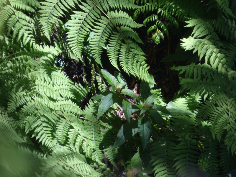 Hawai'I Pokeweed photo 4