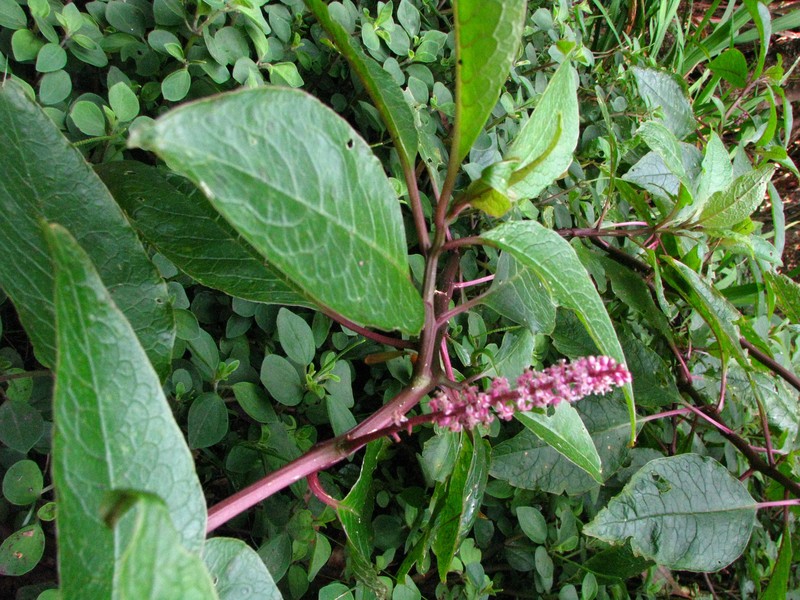 Hawai'I Pokeweed photo 5