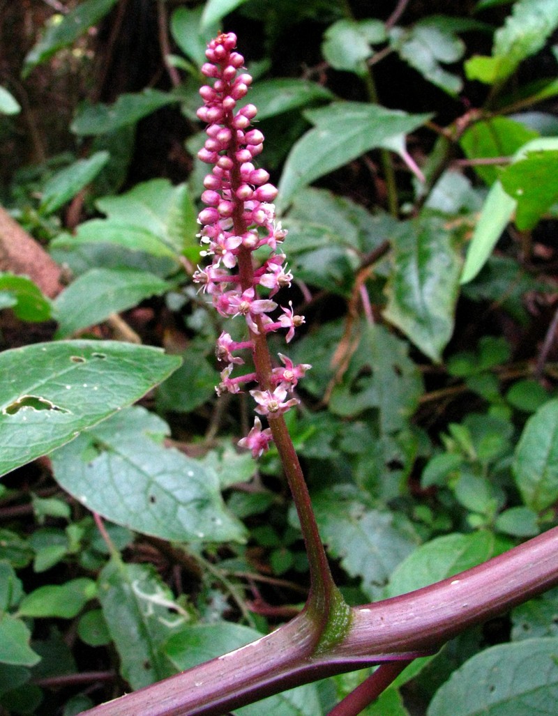 Hawai'I Pokeweed