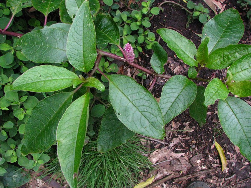 Hawai'I Pokeweed photo 6