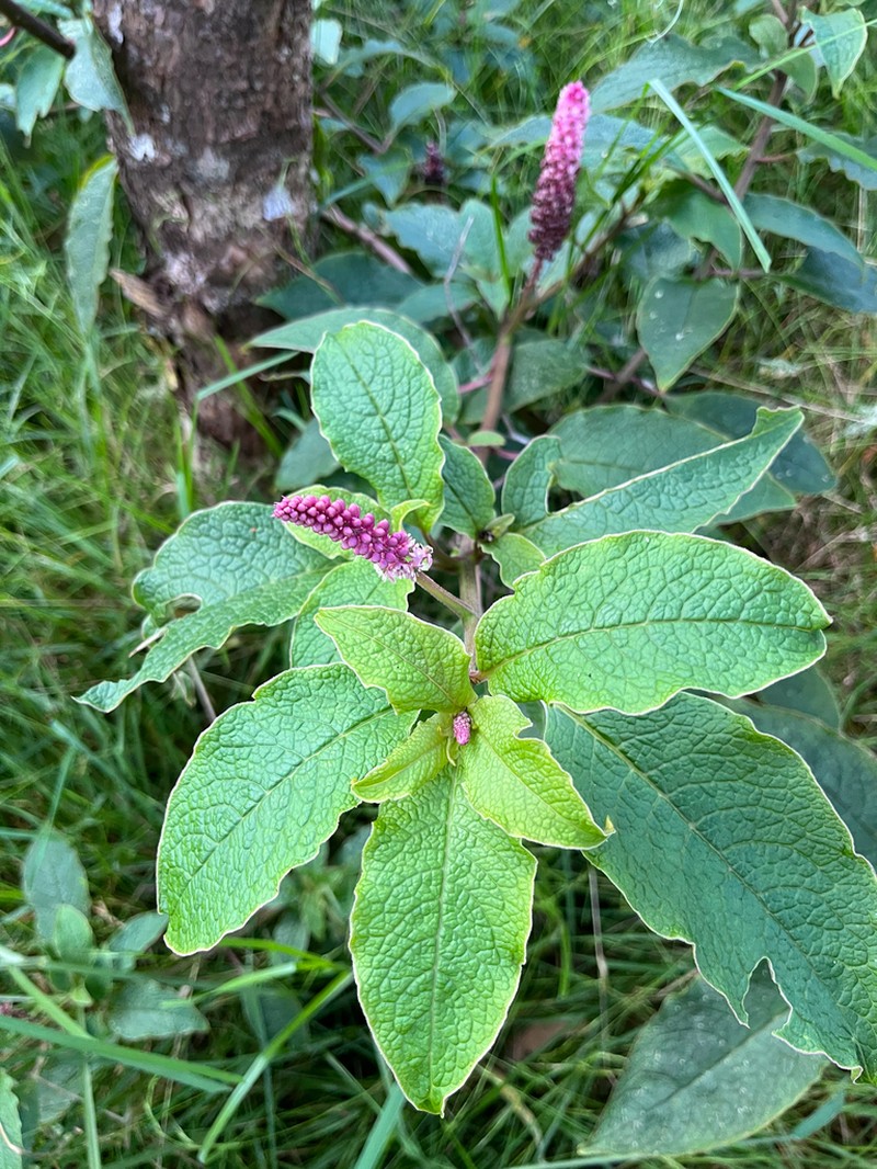 Hawai'I Pokeweed photo 3