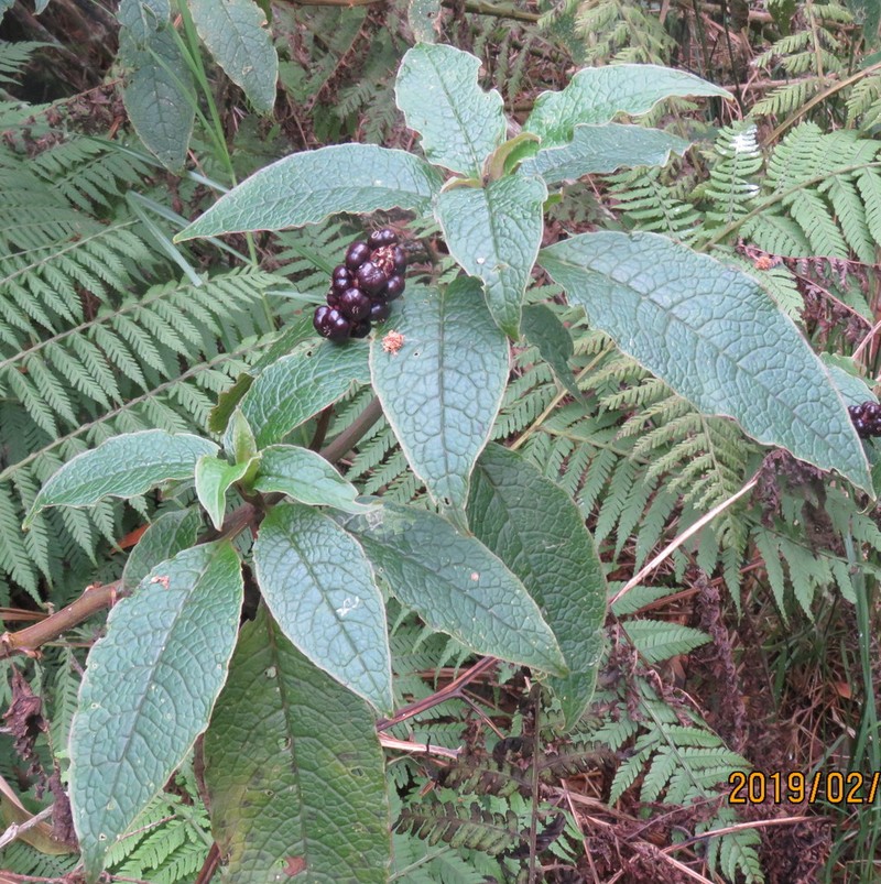Hawai'I Pokeweed photo 4