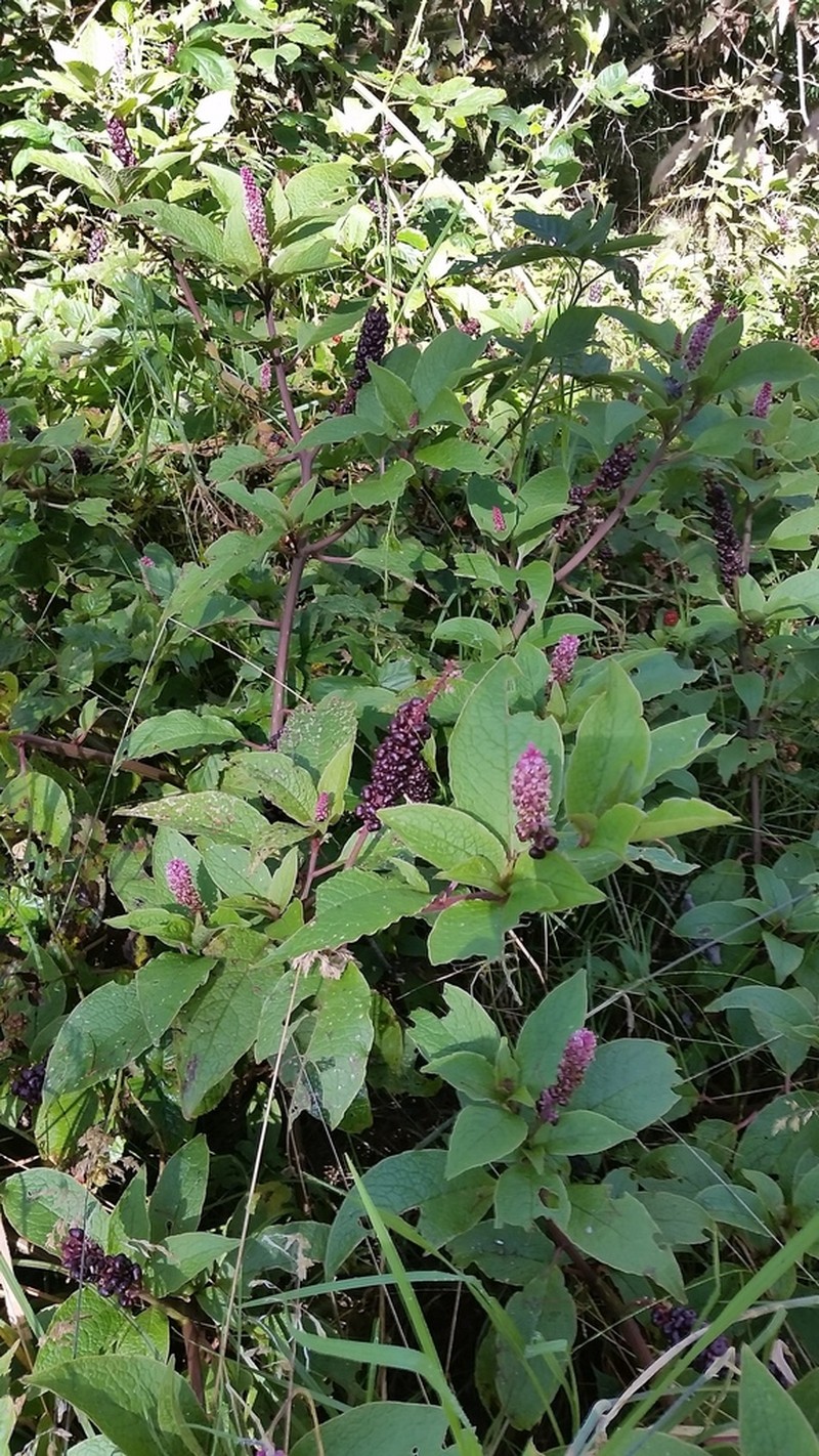 Hawai'I Pokeweed photo 5