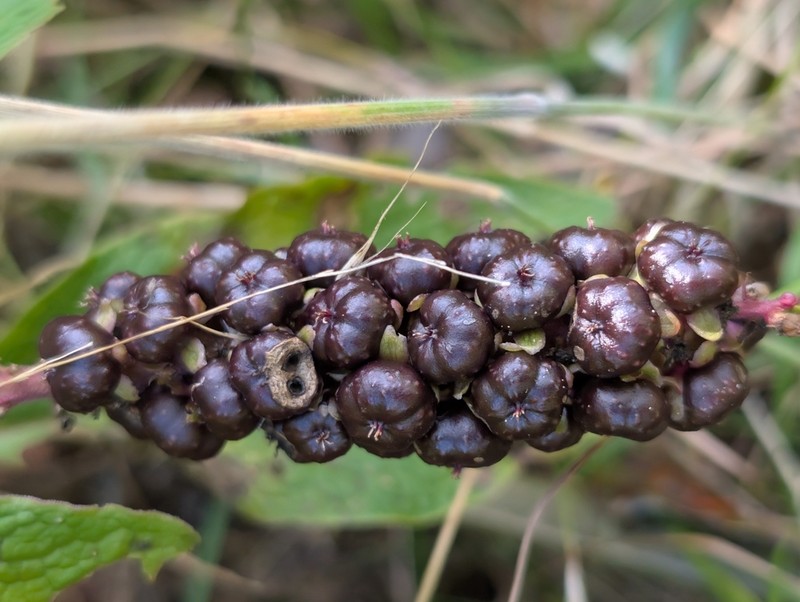 Hawai'I Pokeweed photo 6