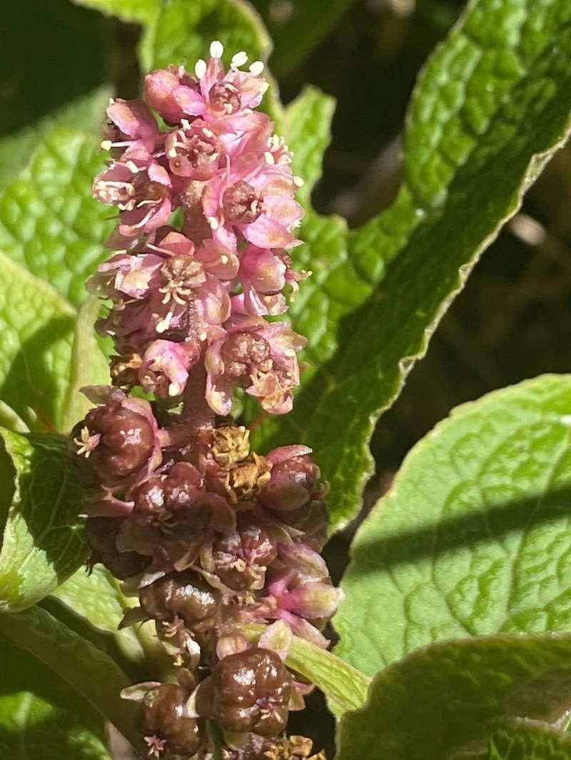 Hawai'I Pokeweed photo 7