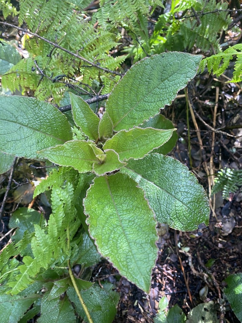 Hawai'I Pokeweed photo 8