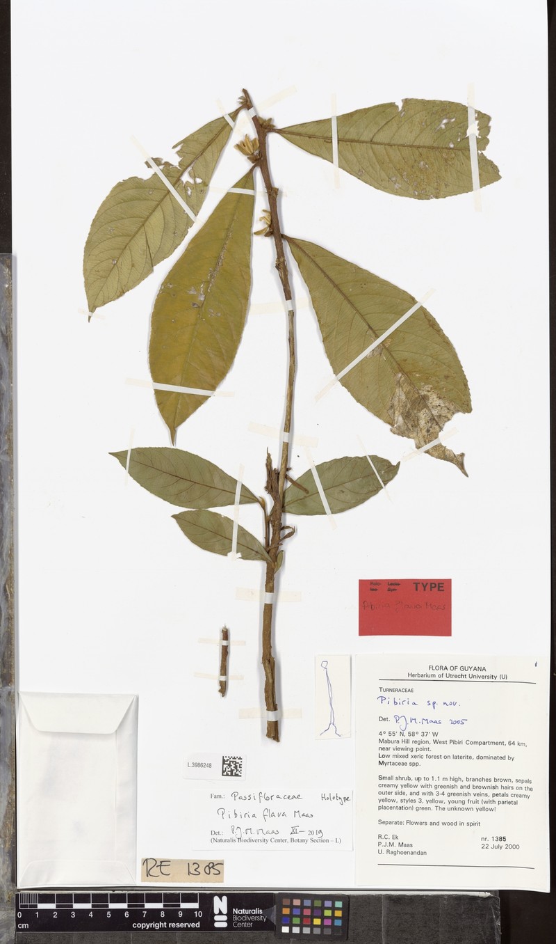 Pibiria flava