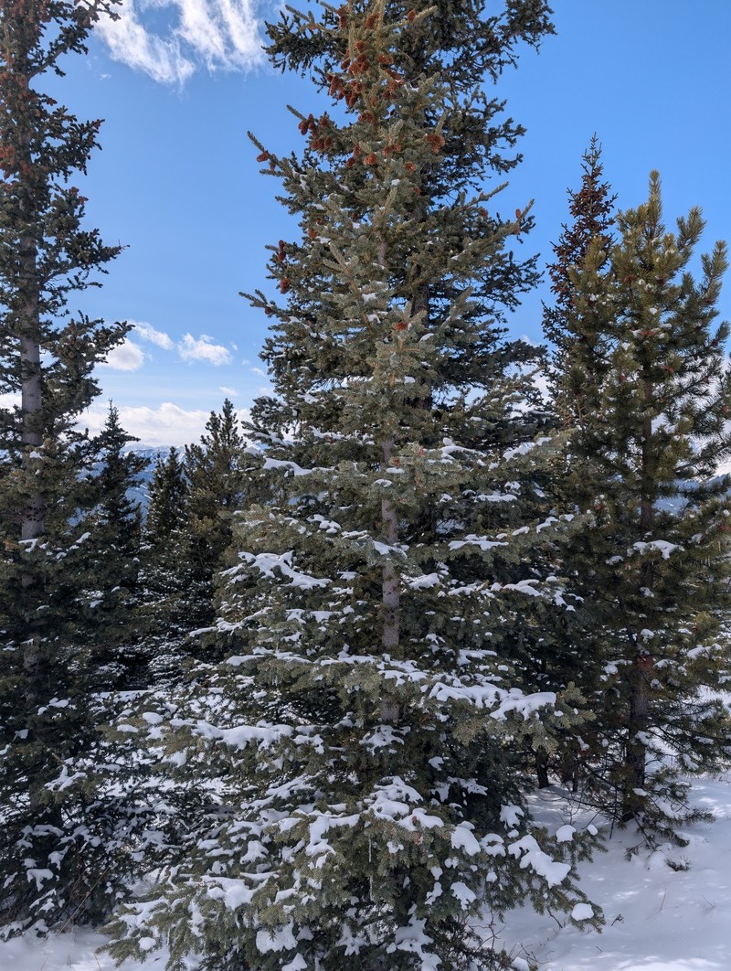 Picea × albertiana photo 5