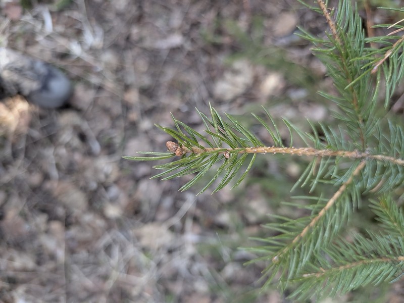 Picea × albertiana photo 6
