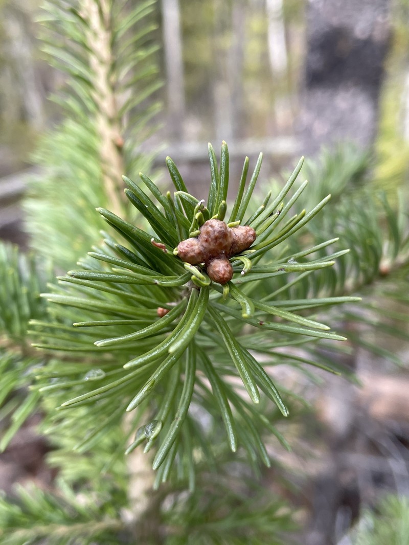 Picea × albertiana photo 8