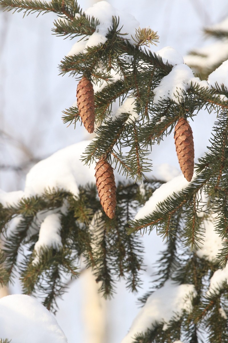 Picea × fennica