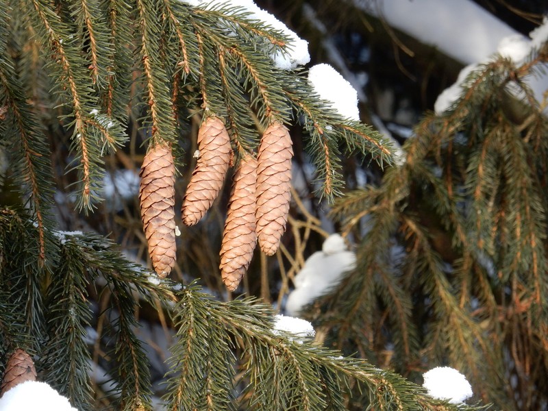 Picea × fennica photo 2