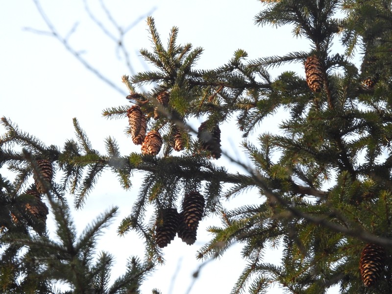 Picea × fennica photo 3