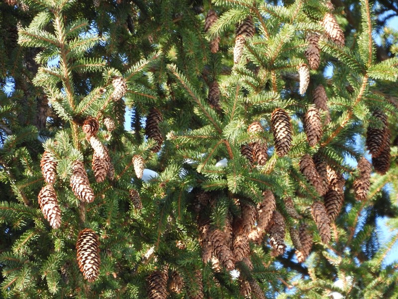 Picea × fennica photo 4