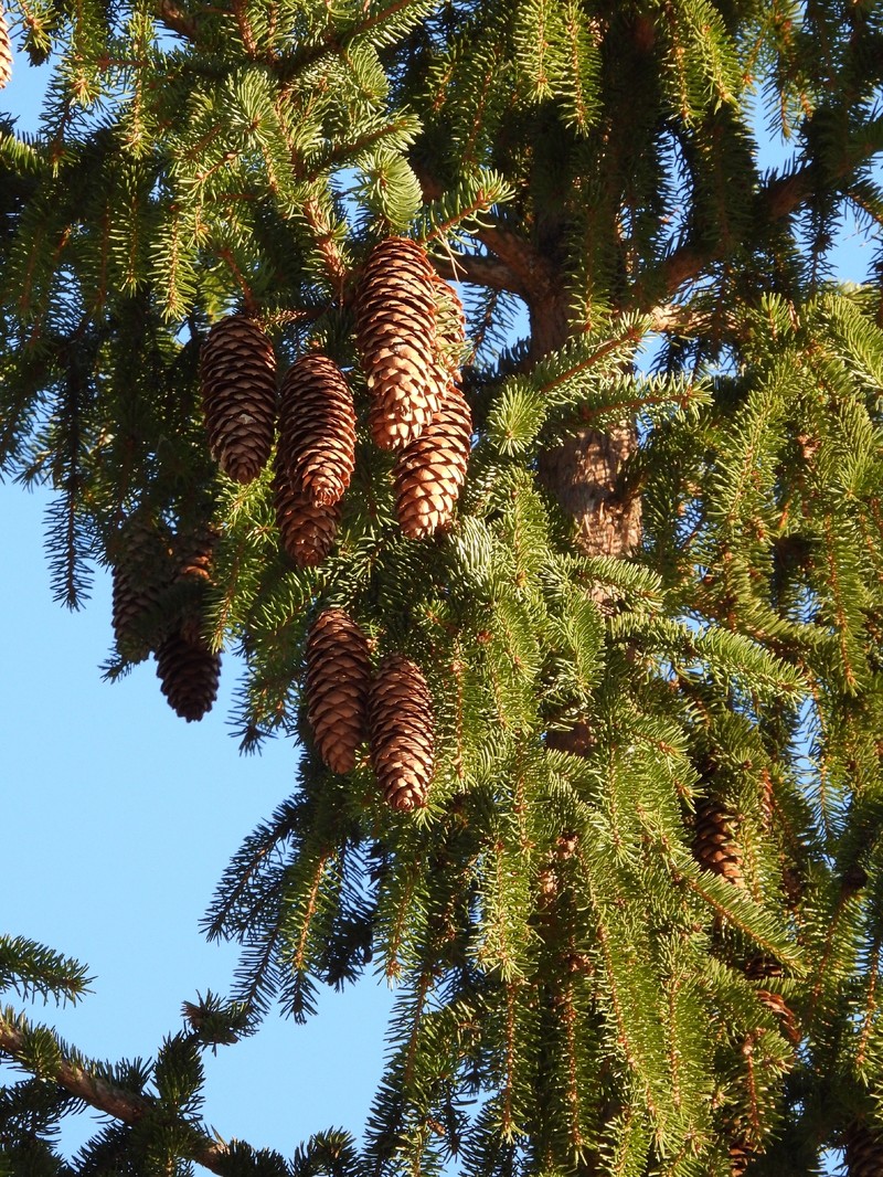 Picea × fennica photo 5