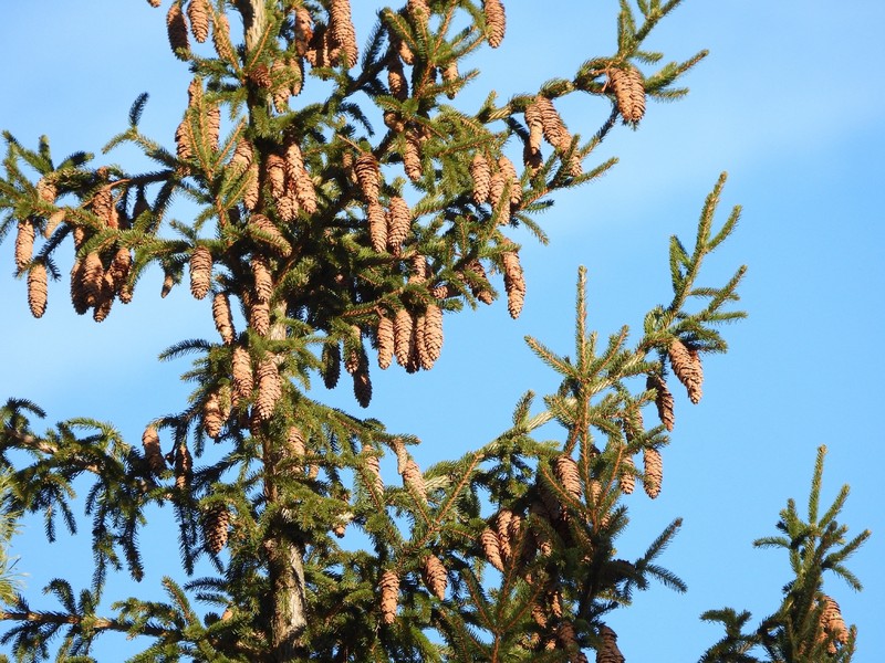 Picea × fennica photo 6