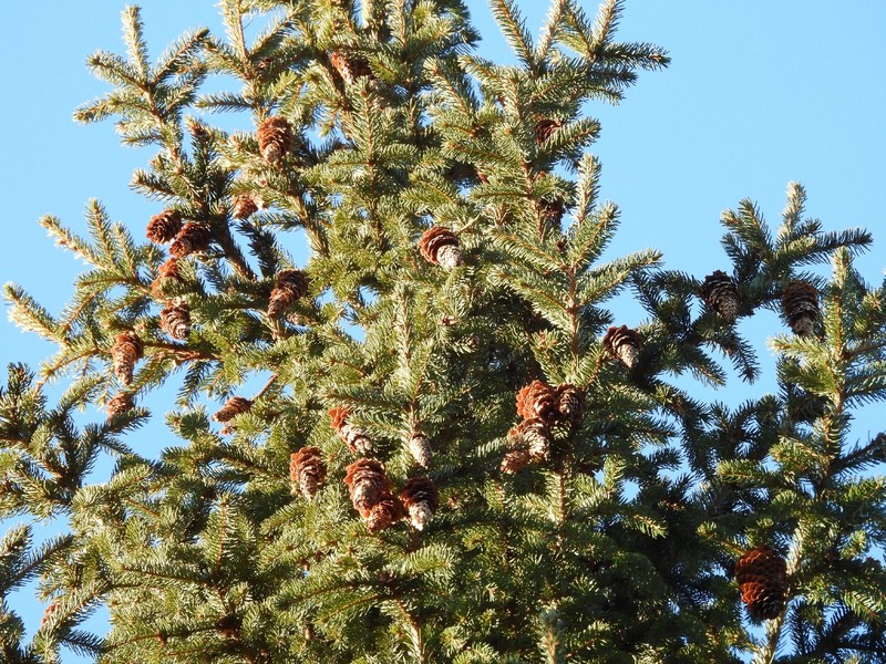 Picea × fennica photo 7