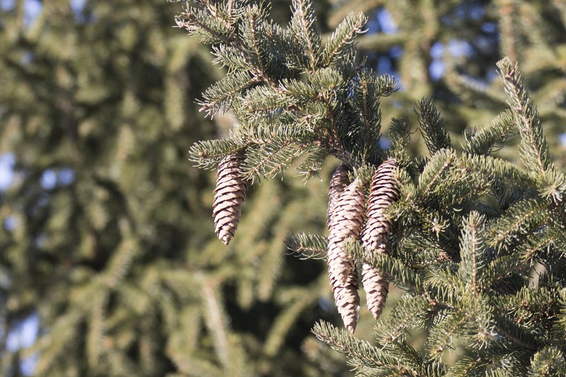 Picea × fennica photo 8