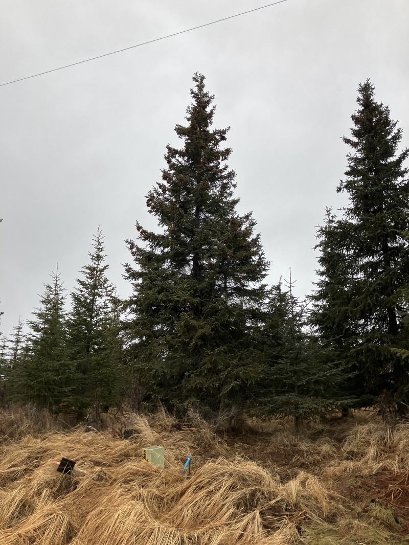 hybrid spruce