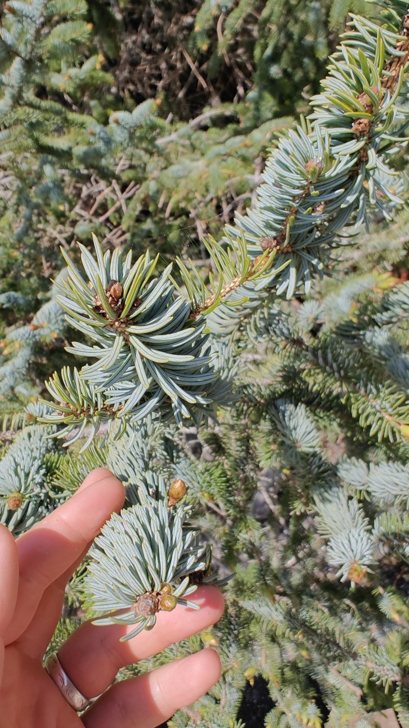 hybrid spruce photo 2