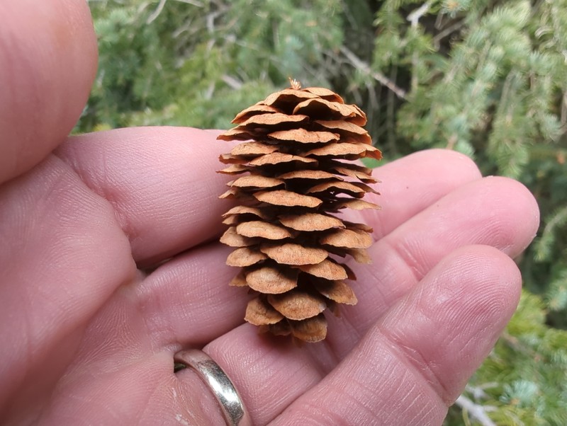 hybrid spruce photo 3