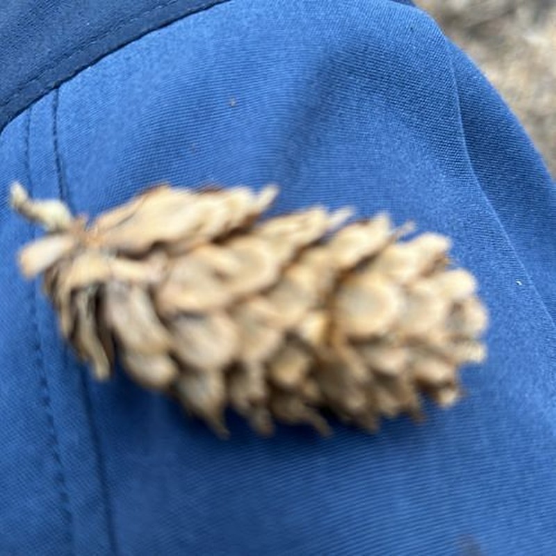hybrid spruce photo 4