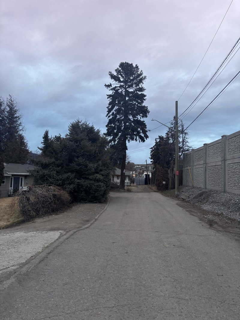 Western White Spruce photo 2