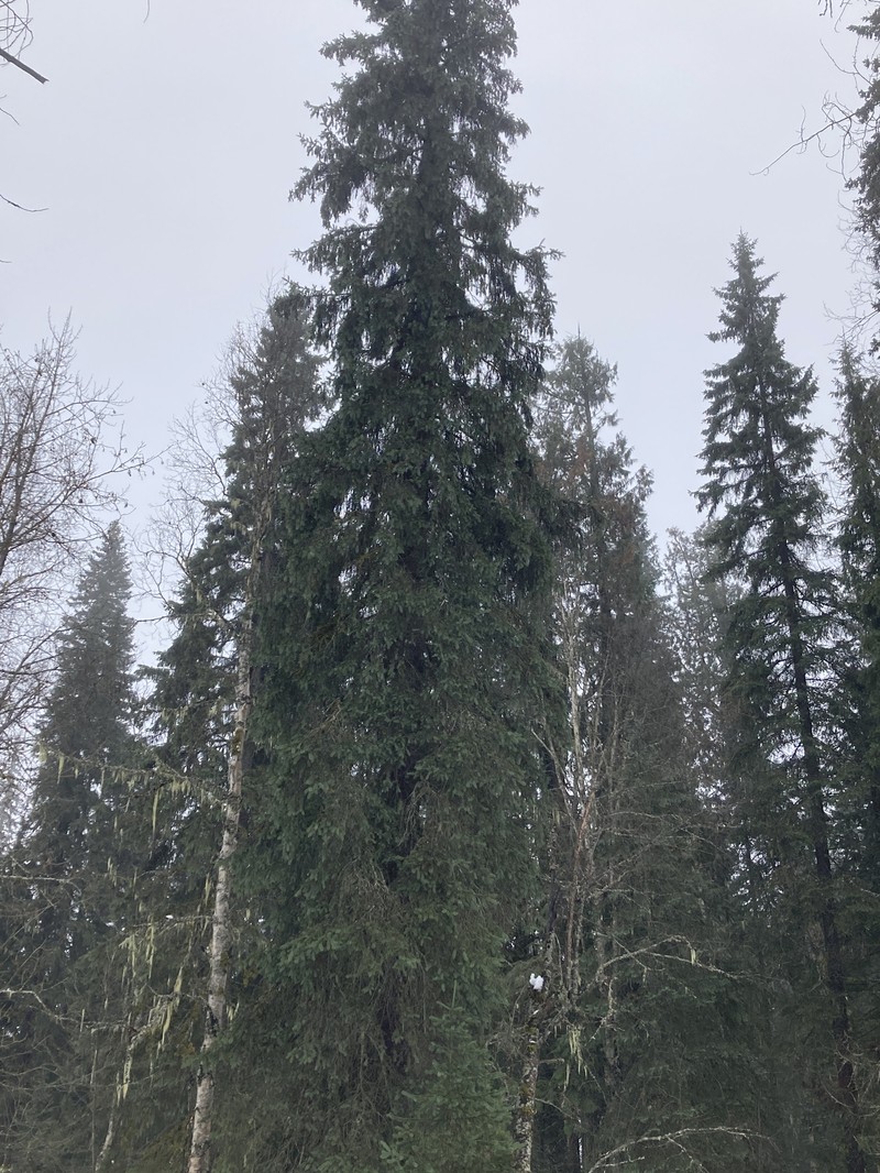 Western White Spruce photo 3