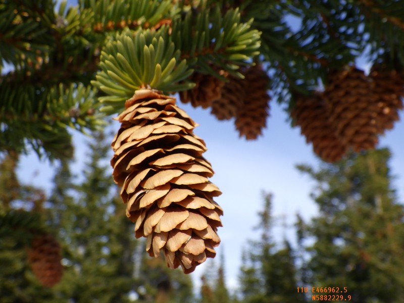 Western White Spruce photo 4
