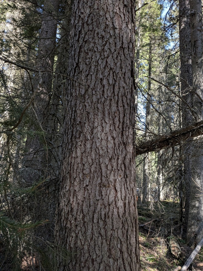 Western White Spruce photo 7