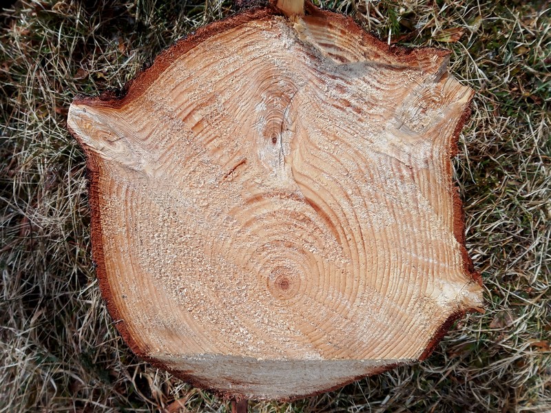 Norway Spruce photo 7