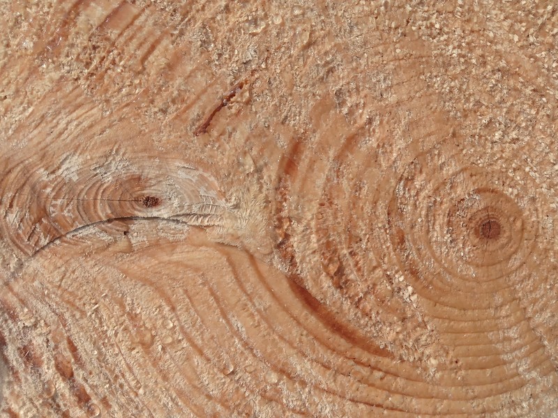 Norway Spruce photo 8