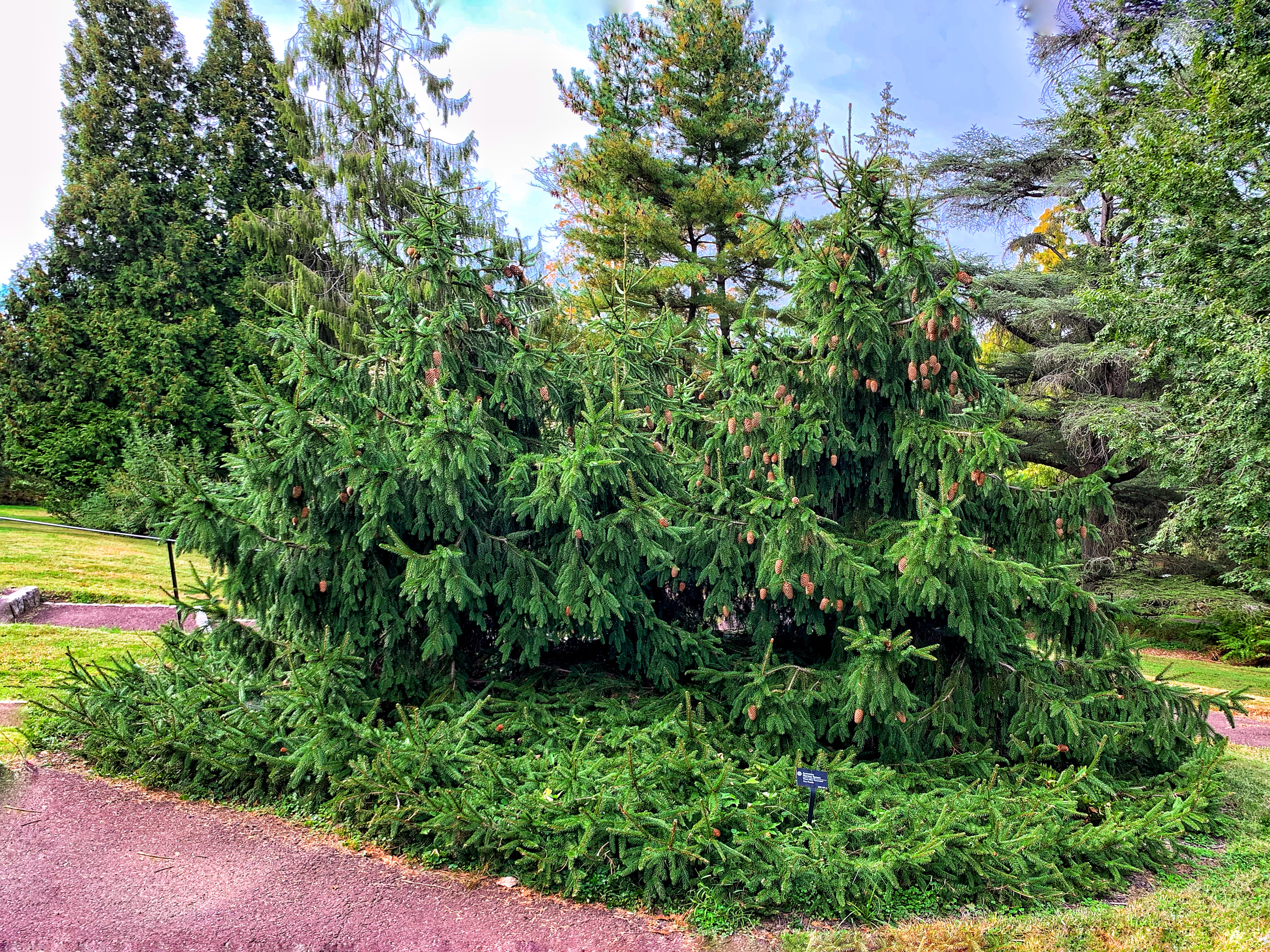 Norway Spruce photo 2