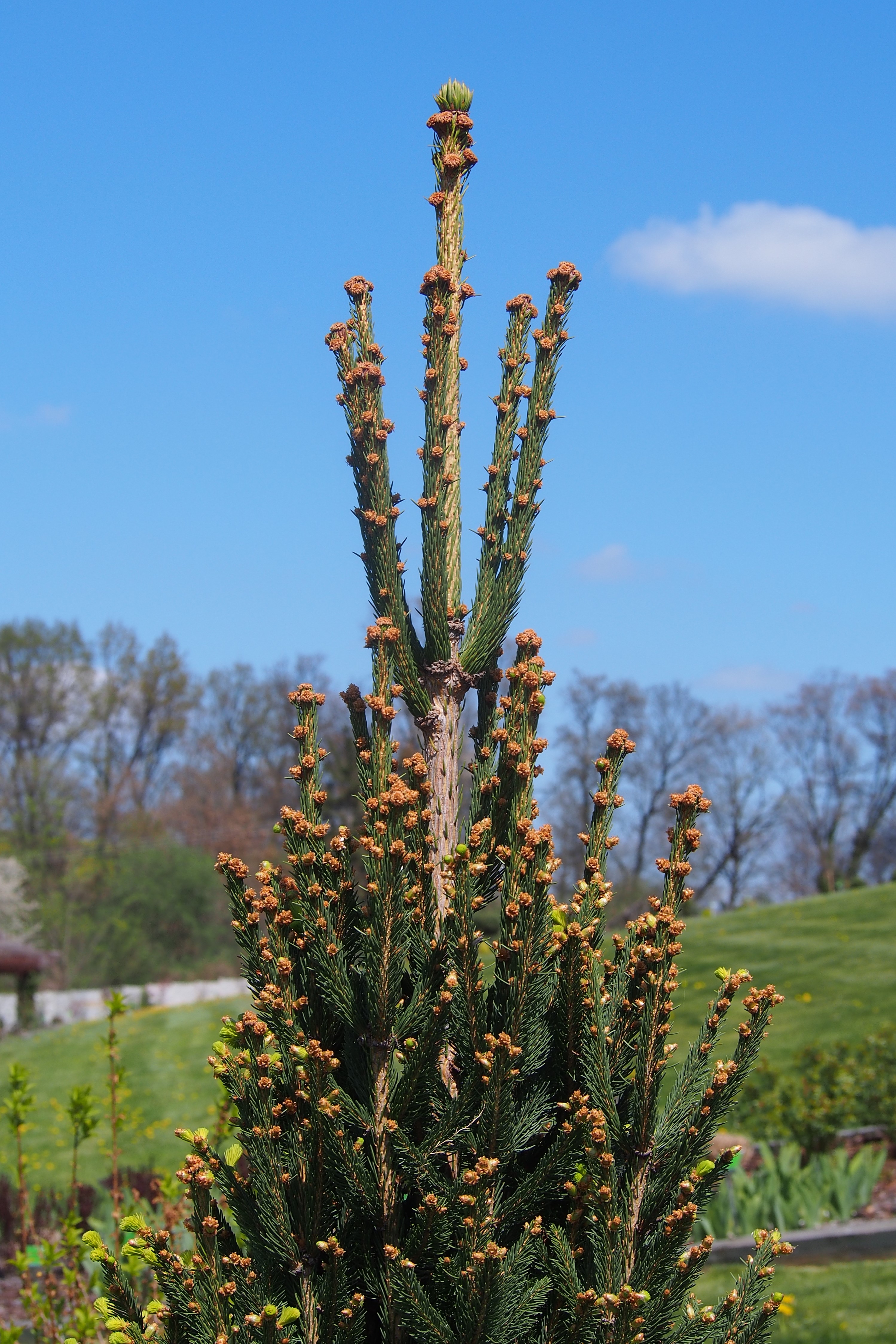 Norway Spruce photo 3