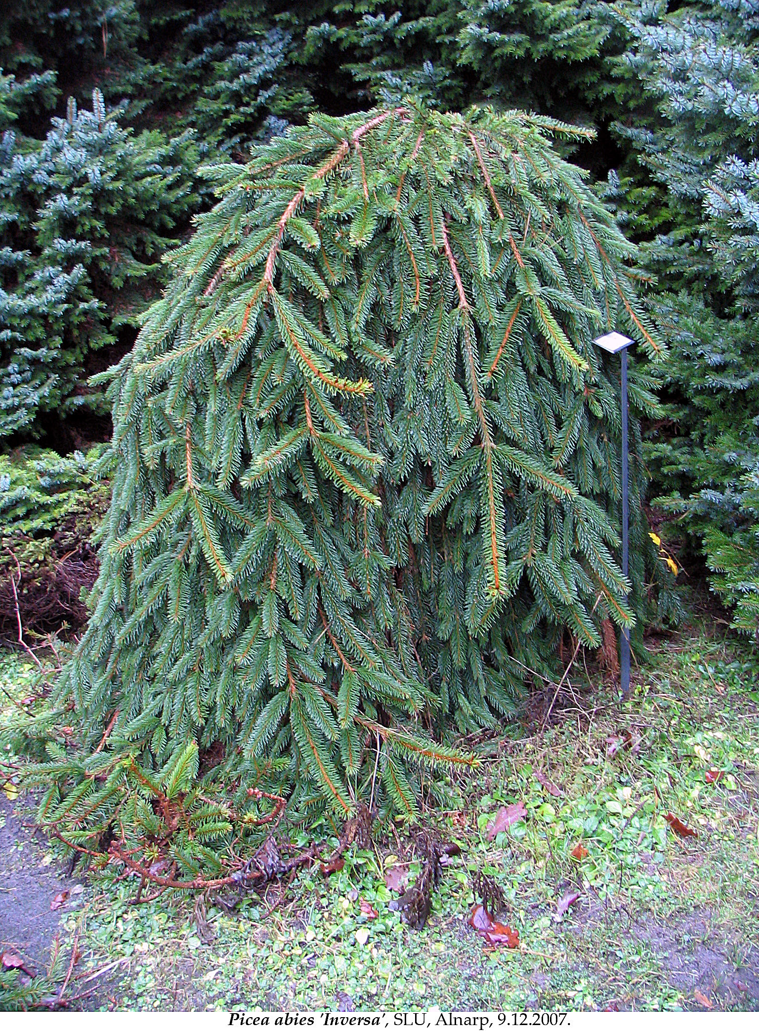 Norway Spruce photo 4