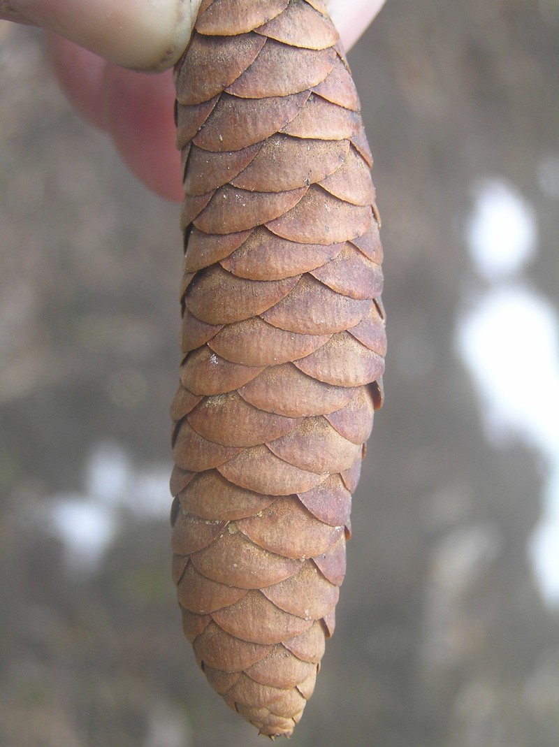 Norway Spruce photo 5