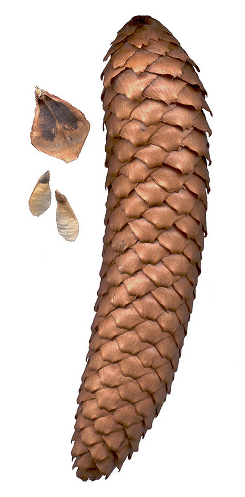 Norway Spruce photo 6