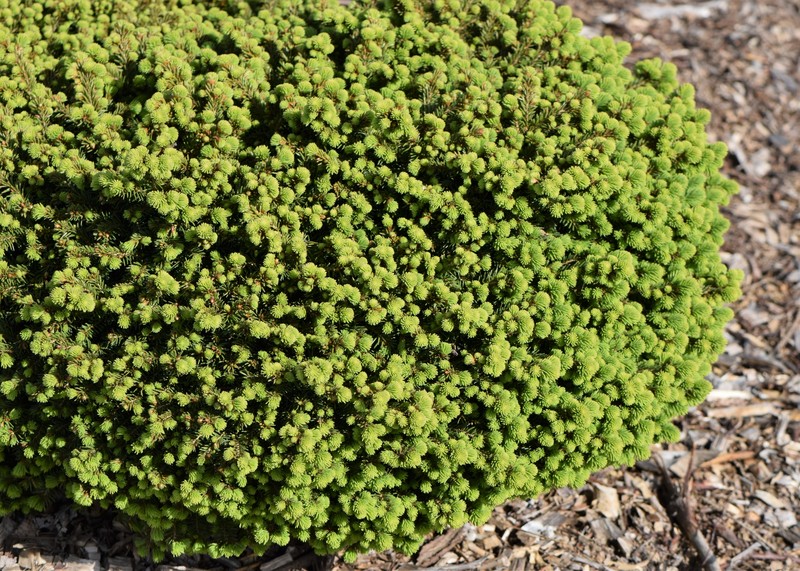 Norway Spruce photo 7