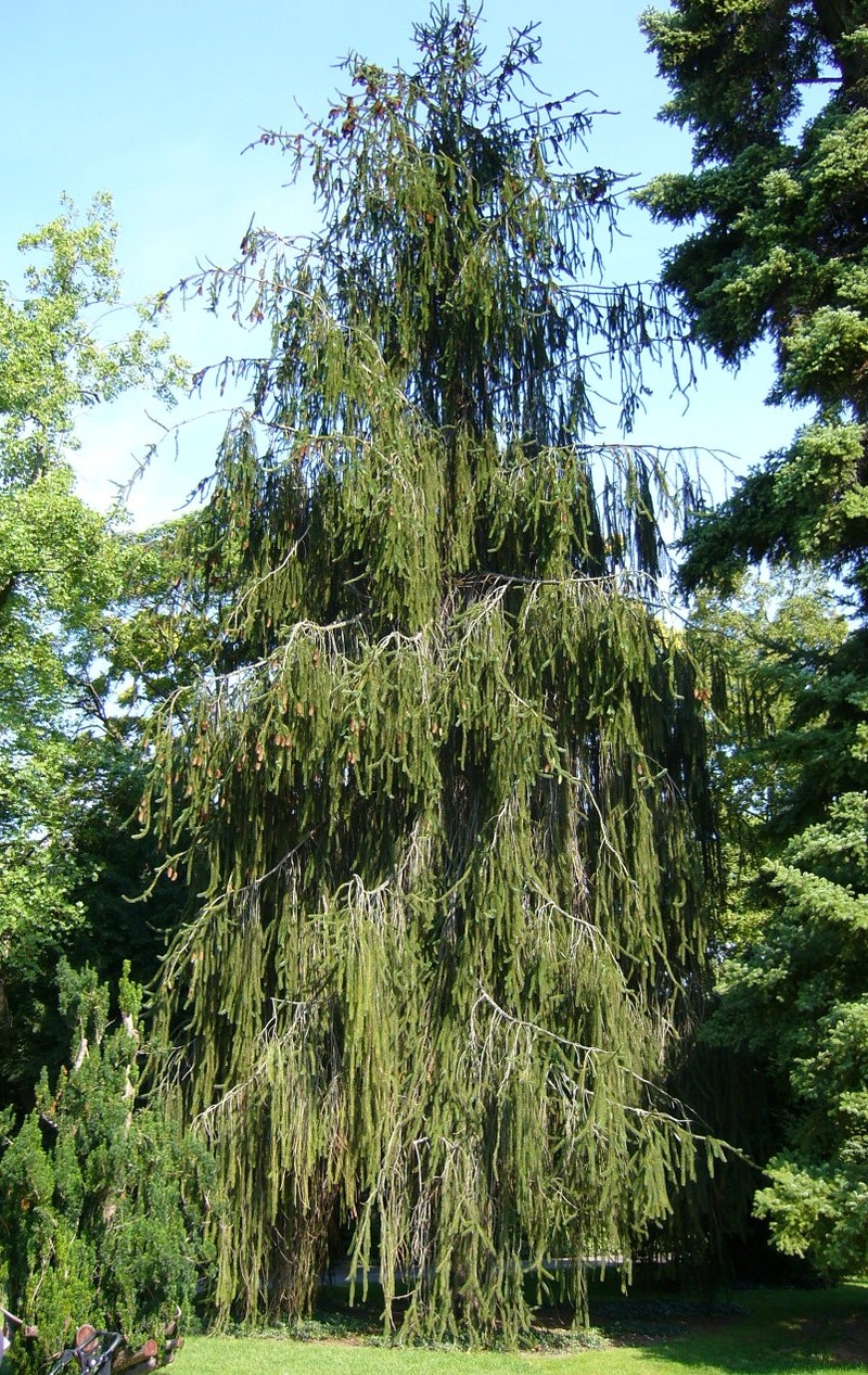 Norway Spruce photo 8