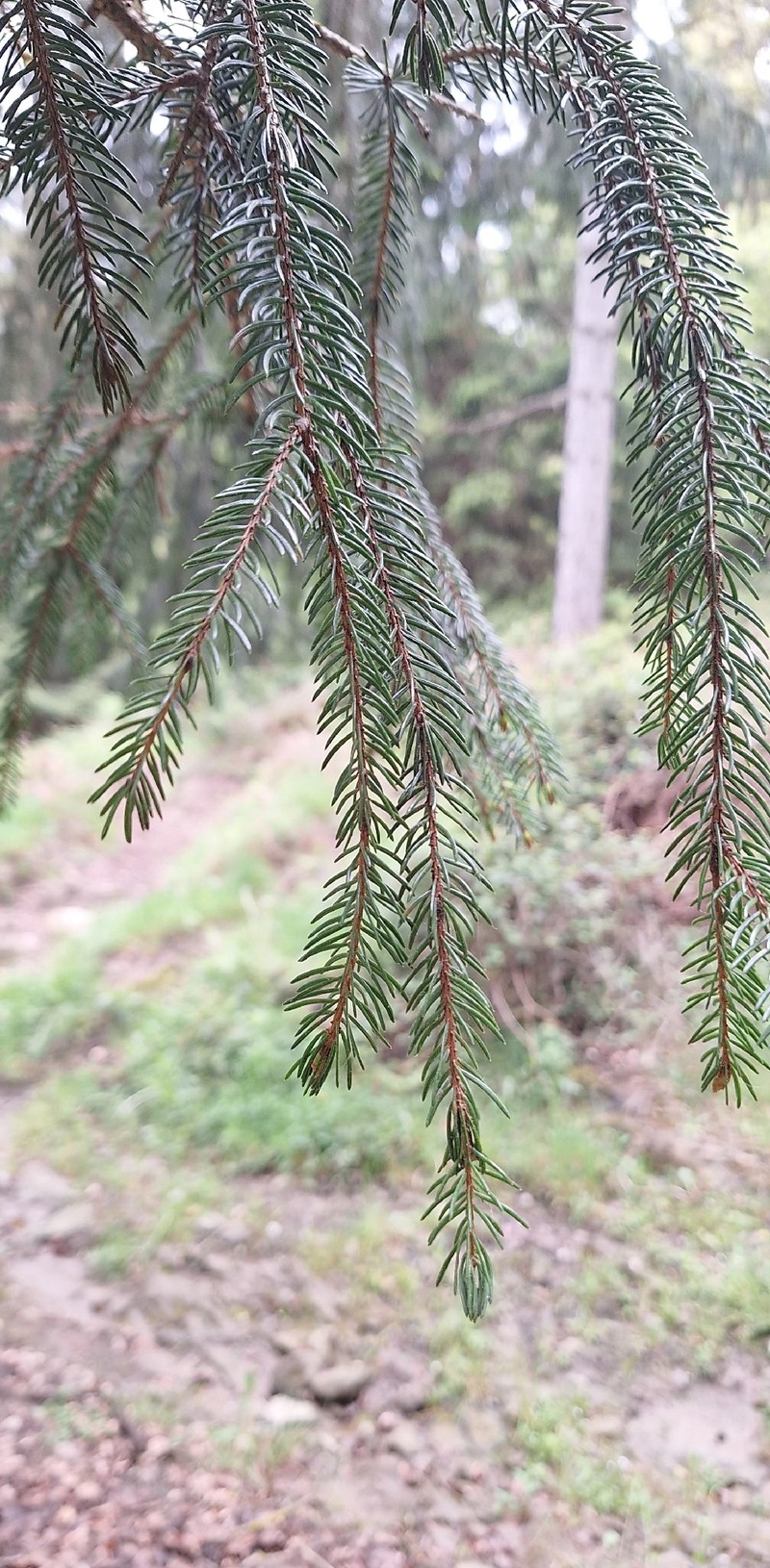Picea abies var. abies
