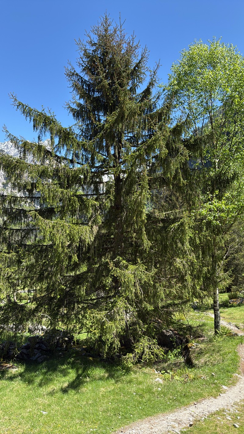 Picea abies var. abies photo 2