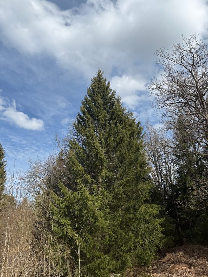 Picea abies var. abies photo 4
