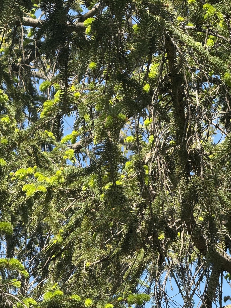 Picea abies var. abies photo 5