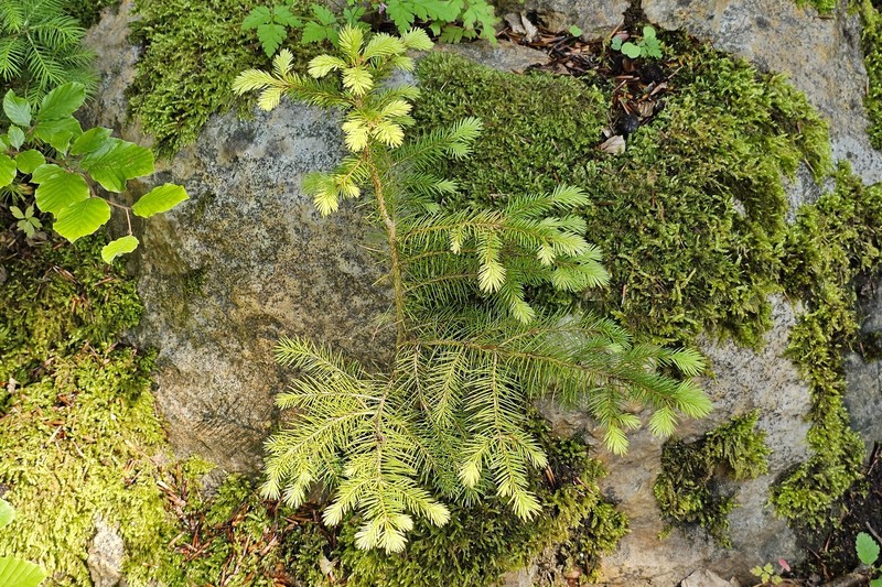 Picea abies var. abies photo 6