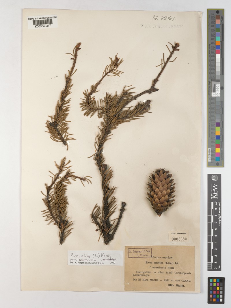 Picea abies var. acuminata