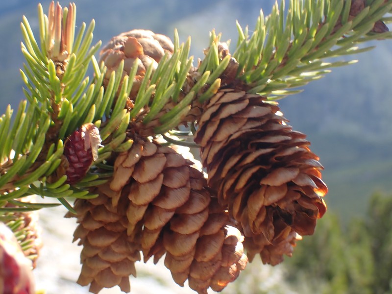 Western White Spruce photo 2